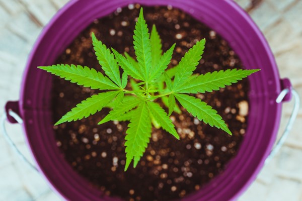 cannabis plant