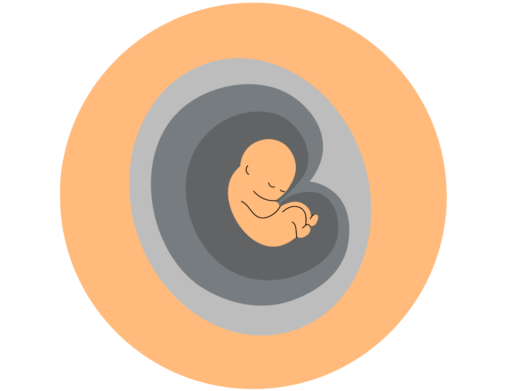foetus lors du premier trimestre