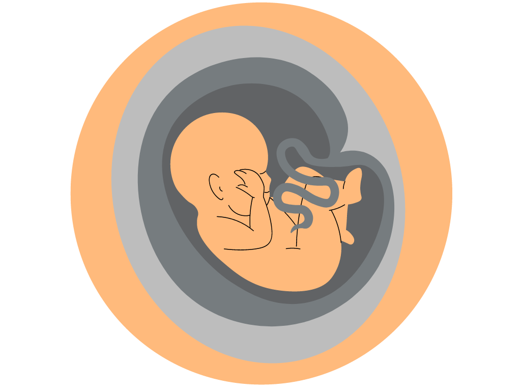 foetus lors du deuxième trimestre