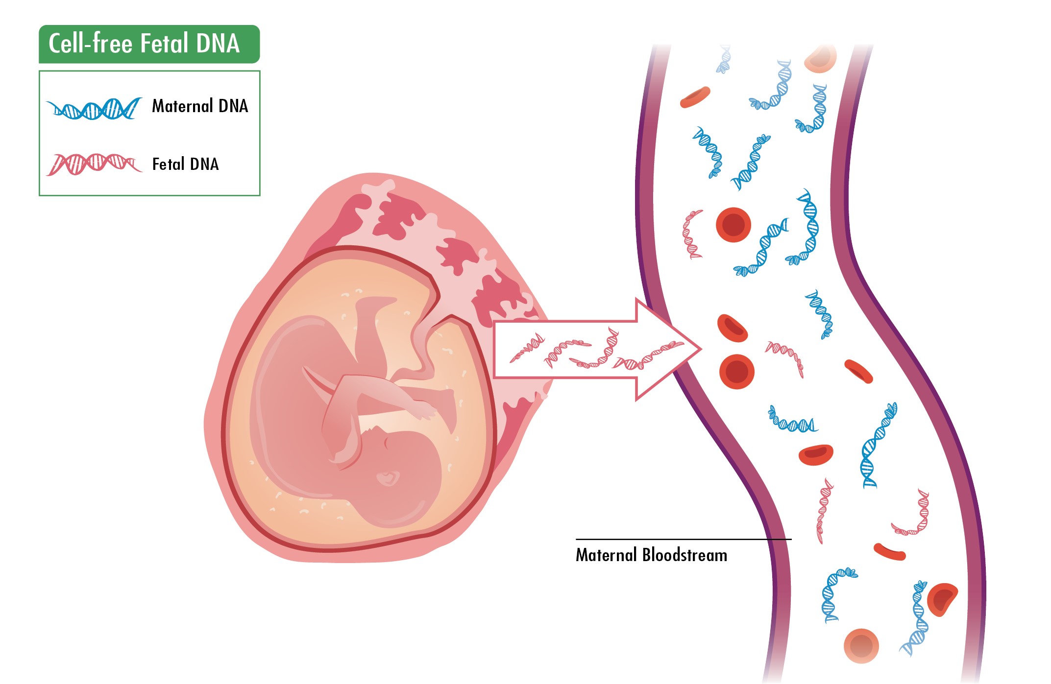 Cell free fetal DNA